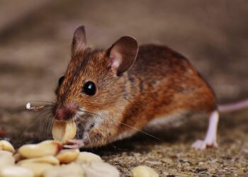 Efficient Ways on How to Exterminate Rats in Your Home
