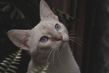 Cute kitten near green leaves