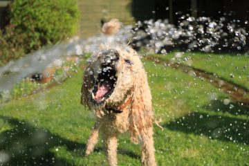 Soaked Wet Long-coated Dog Opens Mouth at Water Streams